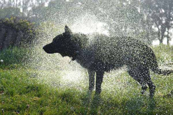 Dogorama-Monats-Challenge-Mai "Wasser"-Beitrag-Bild