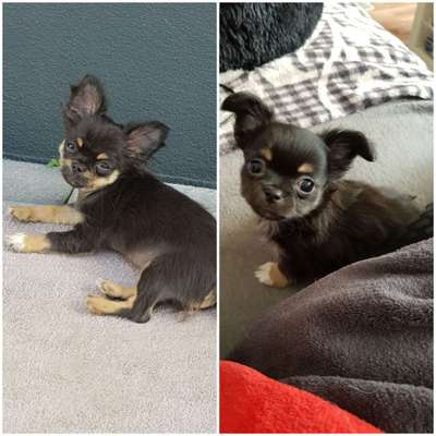 Welpen Bilder !-Beitrag-Bild