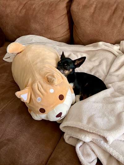 Dogorama Photo Challenge - Lieblingsspielzeug!-Beitrag-Bild