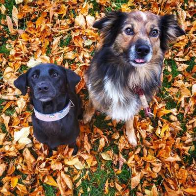 Hundetreffen-Gassirunde-Bild