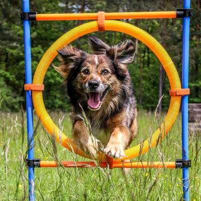 Hundetreffen-Gemeinsames Training (Rally Obi, Mantrailing, Longieren, etc.)-Bild