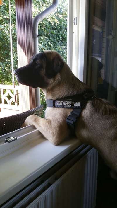 Postet das beste Foto von euren 4 beinern-Beitrag-Bild