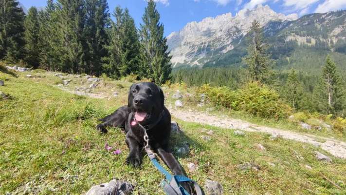 Hundetreffen-Gemeinsam spazieren gegen-Bild
