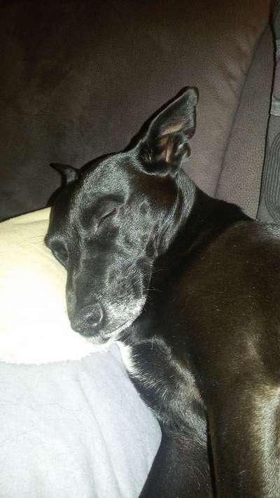 Unsere Fellnasen im Regenbogenland-Beitrag-Bild