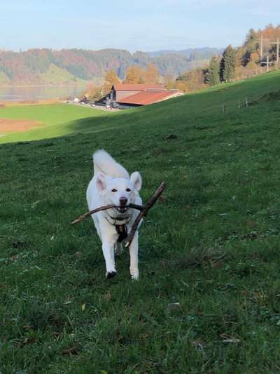 Hundetreffen-Leila sucht einen Spielgefährten-Bild