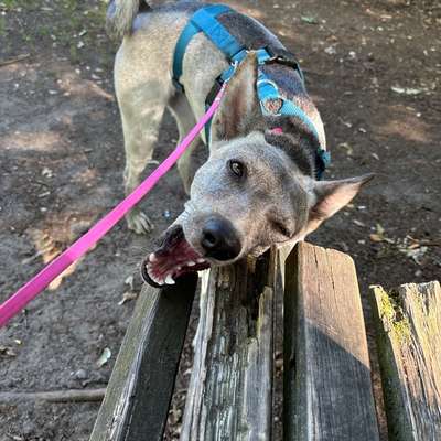 Hundetreffen-Spazieren und Gassi Runden-Bild