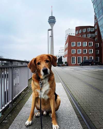 Hundetreffen-Suchen Gassifreundinnen-Bild