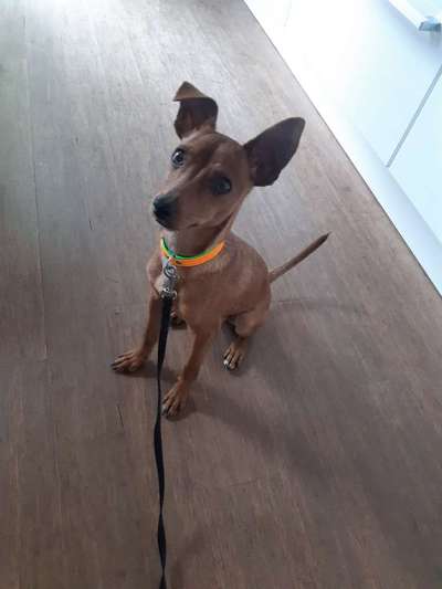 Liebhaber des Deutschen Pinscher gesucht.-Beitrag-Bild