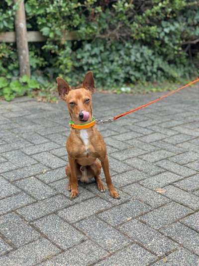 Fotochallenge Nr. 59 - Mein Hund zeigt die Zunge-Beitrag-Bild