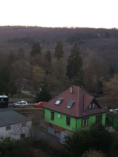 Hundetreffen-Spieltreffen Stuttgart Botnang-Bild