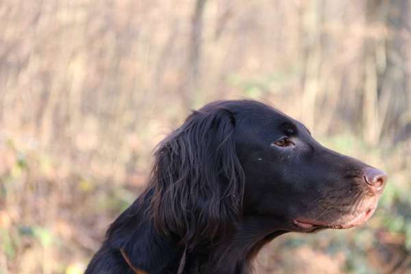 Challenge 23 : "  Euer Hund beim Frühlingserwachen "-Beitrag-Bild