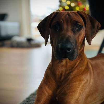 Hundetreffen-Gassi- und/oder Spieltreff gesucht-Bild