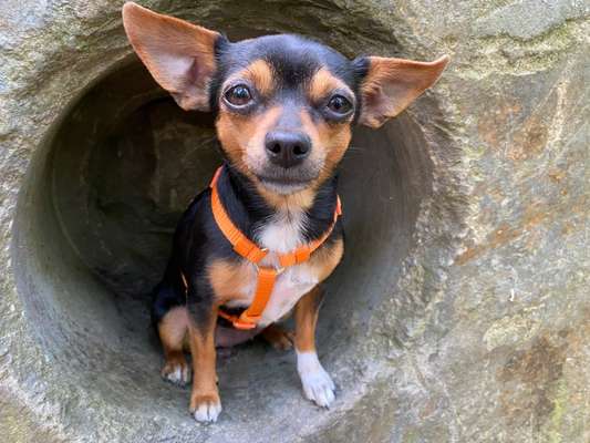 Prager Rattler-Beitrag-Bild