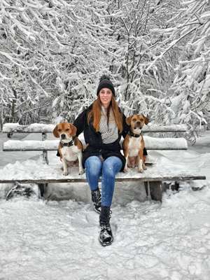 Hundetreffen-Sozialisierung / Spiel und Spaß-Bild