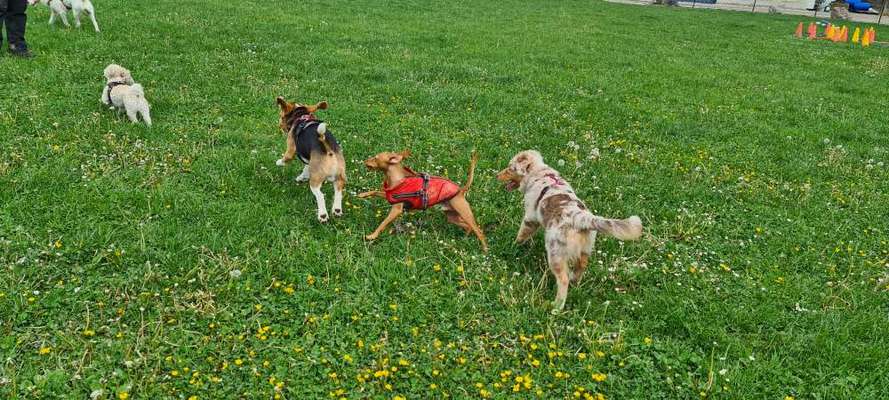 Hundeschulen-Hundeschule Siedlung Fohrenwald 5-Bild