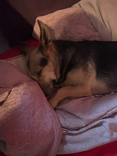 Welchen Hund hast du?-Beitrag-Bild