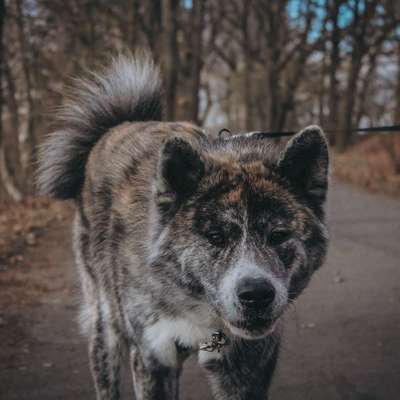 Hundetreffen-Wir suchen Hundekumpels für einen Socialwalk 🙋🏼‍♀️