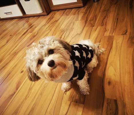 Havaneser dabei?:)-Beitrag-Bild