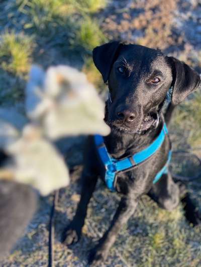 Wie heißt dein Hund?-Beitrag-Bild