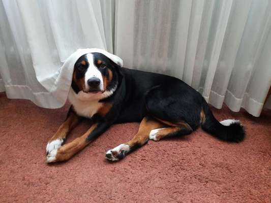 Die Dogorama Wochen Challenge-Beitrag-Bild