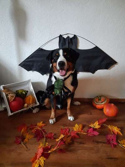 Fotochallange Nr.53 "HALLOWEEN"-Beitrag-Bild