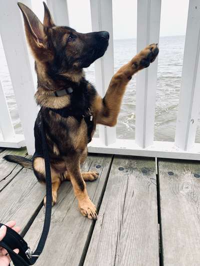 Dogorama Blog Challenge: Hundetricks-Beitrag-Bild