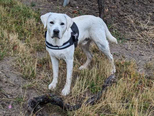 Hundetreffen-Treffen in und um Iphofen-Bild