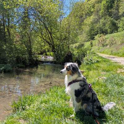 Hundetreffen-Spazieren gehen und Trainingstreff-Bild
