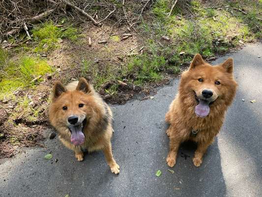 Hundetreffen-Gemeinsame Gassirunden-Bild