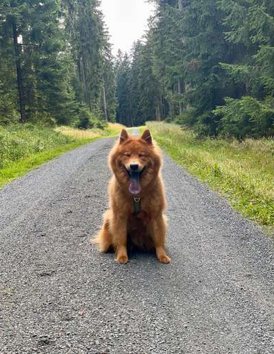 Eurasier hier?-Beitrag-Bild