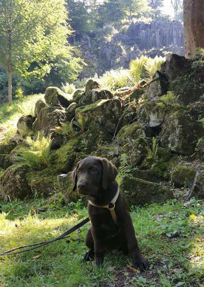 Labradorfans-Beitrag-Bild