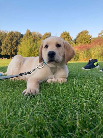 Welpen Bilder !-Beitrag-Bild