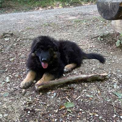 Hundetreffen-Spazieren & Spielen-Bild