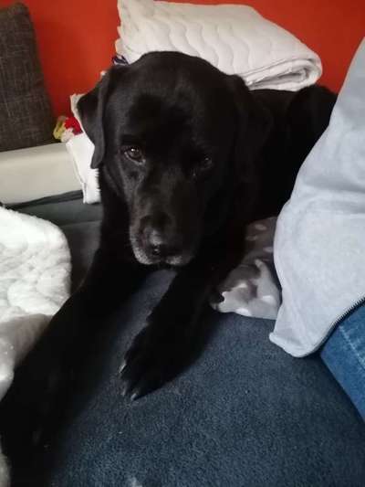 Labradorfans-Beitrag-Bild