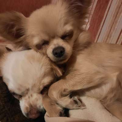 Hundetreffen-Chihuahua