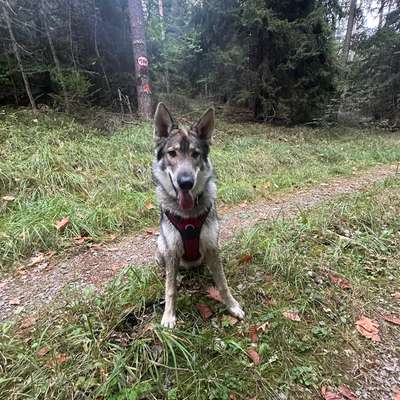 Hundetreffen-Suchen Spielpartner-Bild