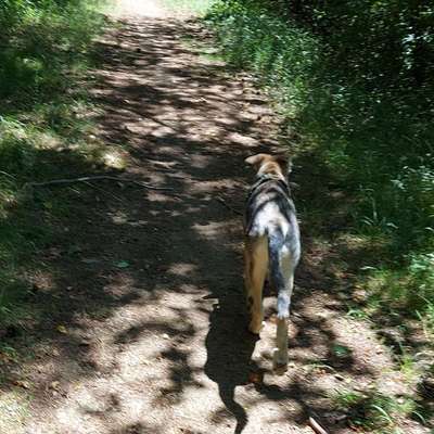 Hundetreffen-Spaziergang in Haimbach und Umgebung-Bild