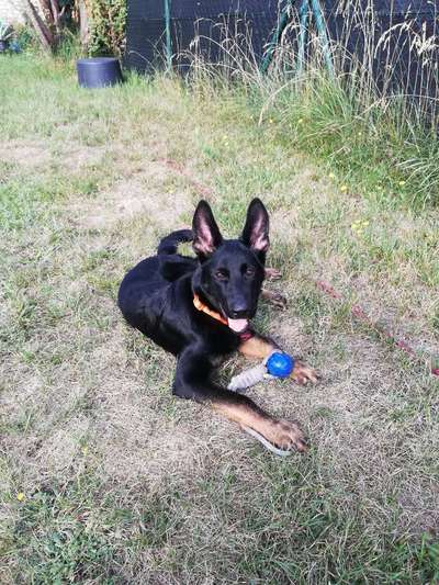 Dein Hund im Dogorama-Kalender 2021-Beitrag-Bild