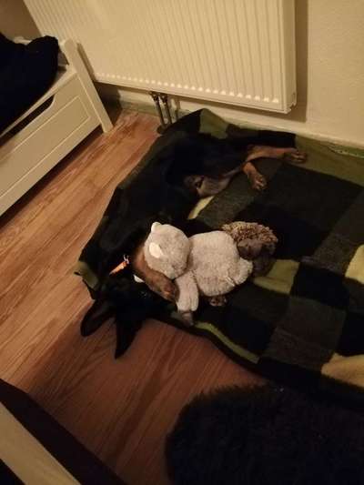 Dein Hund im Dogorama-Kalender 2021-Beitrag-Bild