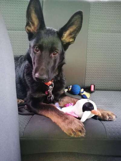 Dein Hund im Dogorama-Kalender 2021-Beitrag-Bild