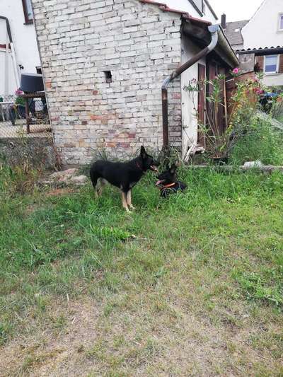 Dein Hund im Dogorama-Kalender 2021-Beitrag-Bild