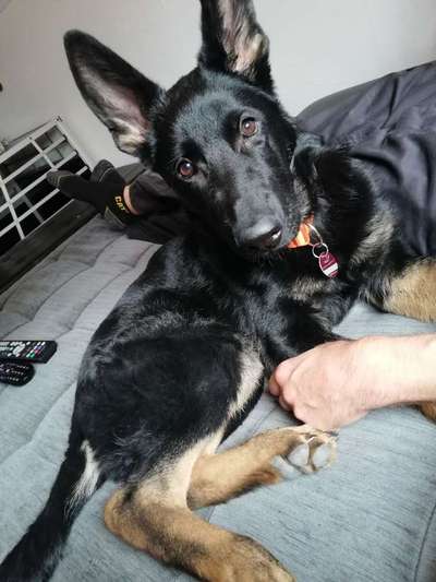 Dein Hund im Dogorama-Kalender 2021-Beitrag-Bild