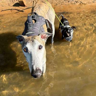 Hundetreffen-Freundinnen für Hund und Mensch gesucht-Bild