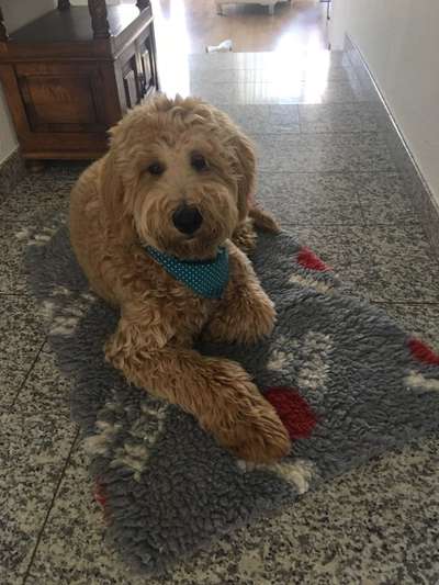 Goldendoodle-Beitrag-Bild