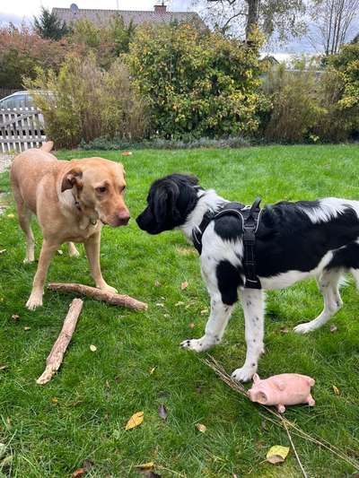 Hundetreffen-Spielkameraden gesucht (gerne mit Garten)-Bild
