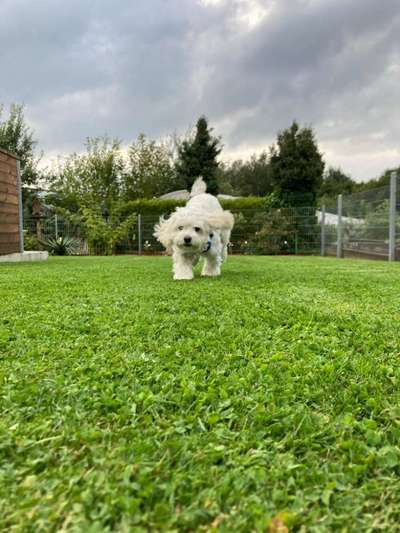 Maltipoo Freunde-Beitrag-Bild