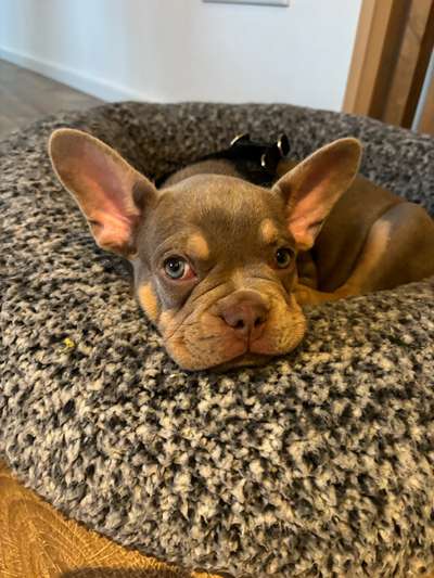 Hundetreffen-Welpentreffen in Steinheim-Bild