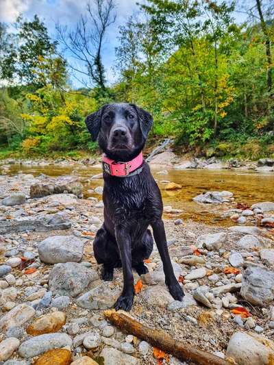 Hunderunde-Beitrag-Bild
