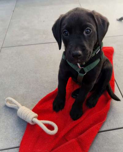 Welpen Bilder !-Beitrag-Bild