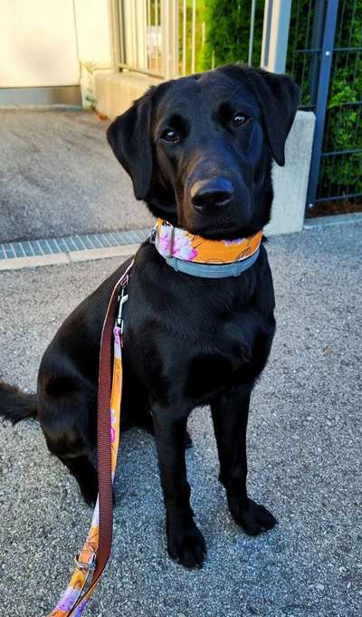 Welpen Bilder !-Beitrag-Bild